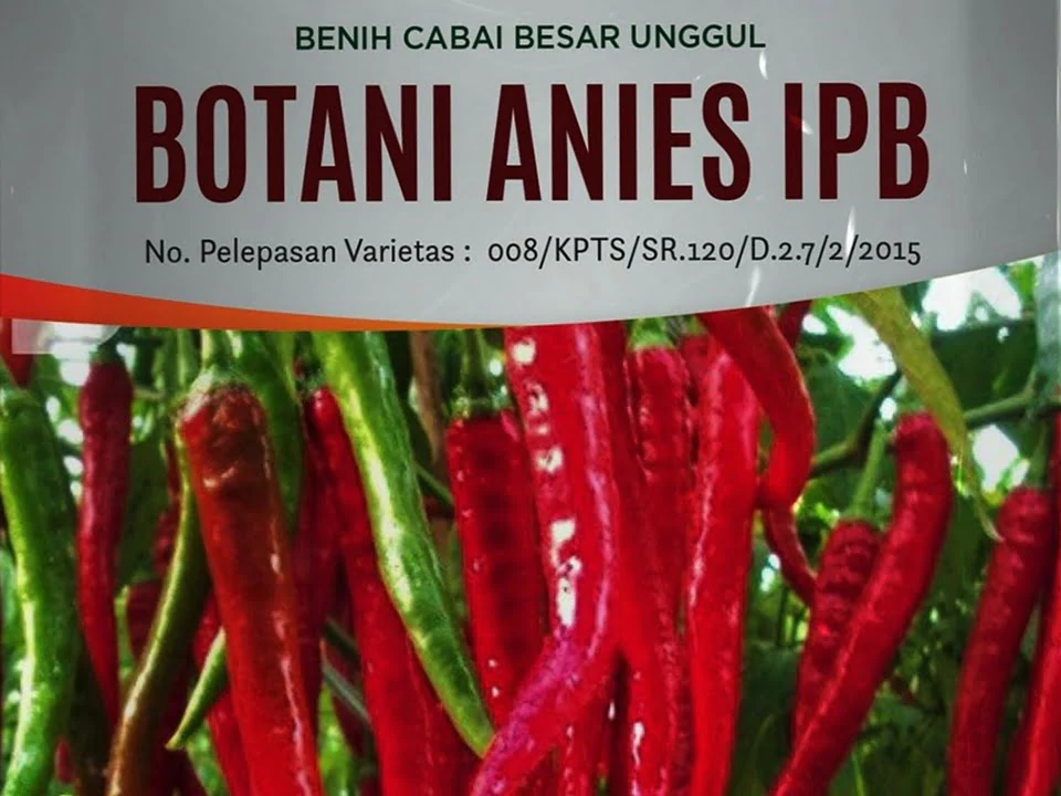 pt botani seed indonesia botani anies ipb