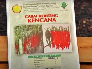 cabe kencana